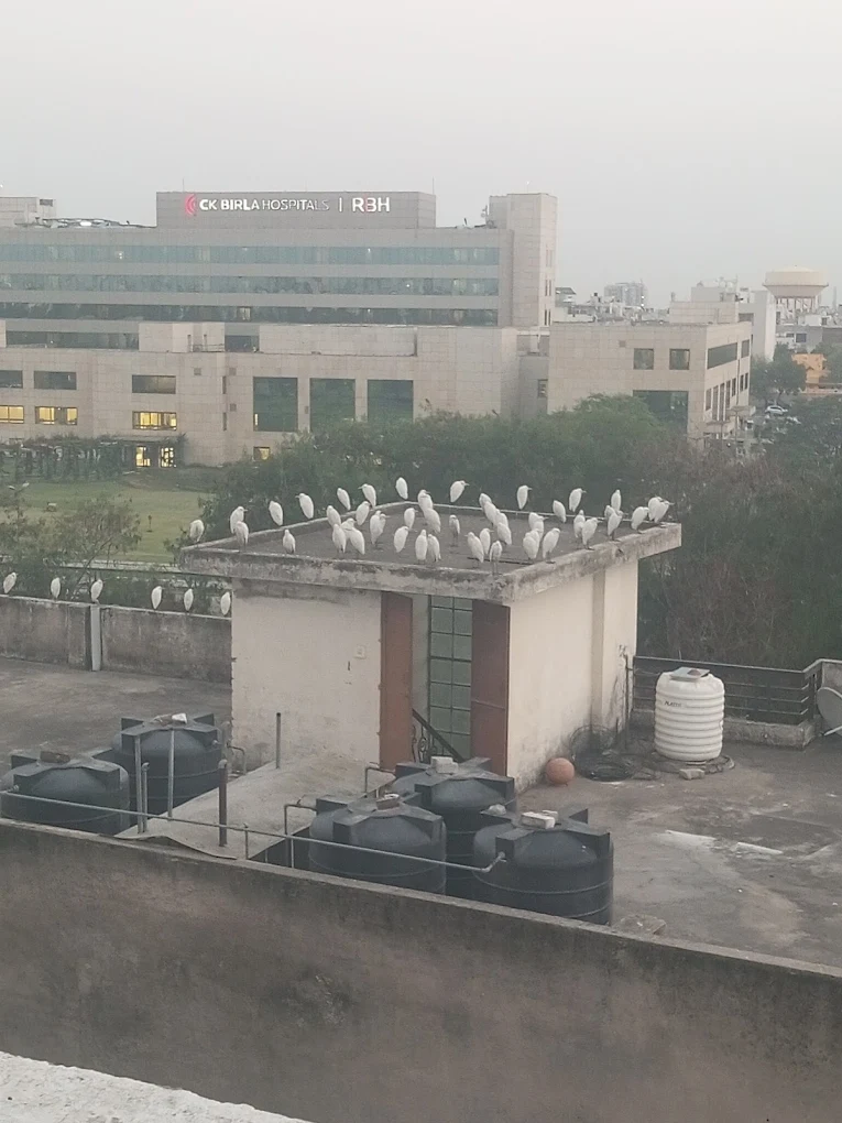 Rooftop and neighbourhood view from the Google listing; not a room photograph